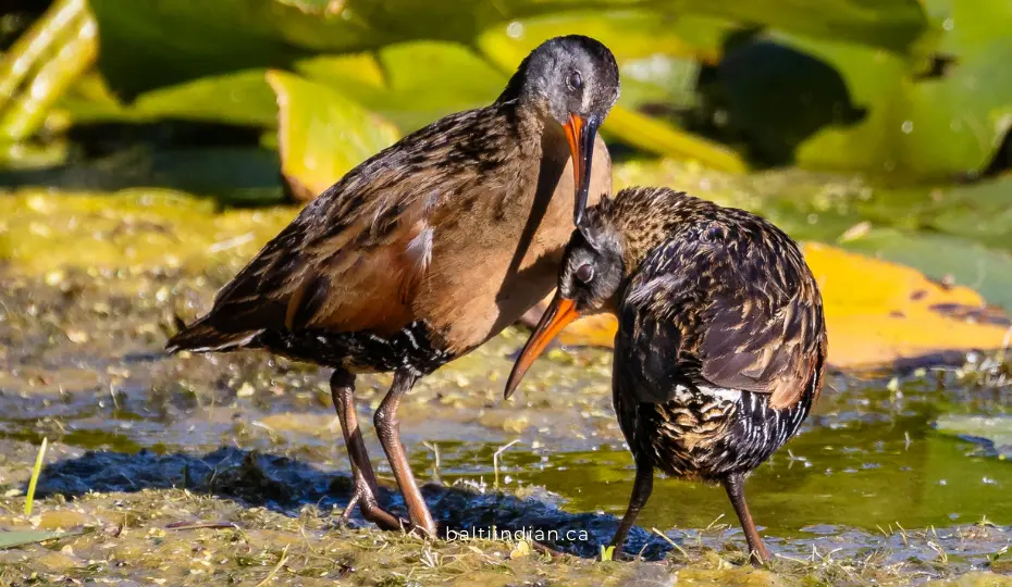 Explore Lynde Shores Conservation Area in Whitby